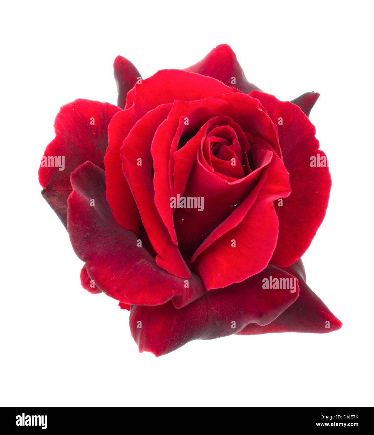 Rose rouge foncé sur un fond blanc Banque D'Images