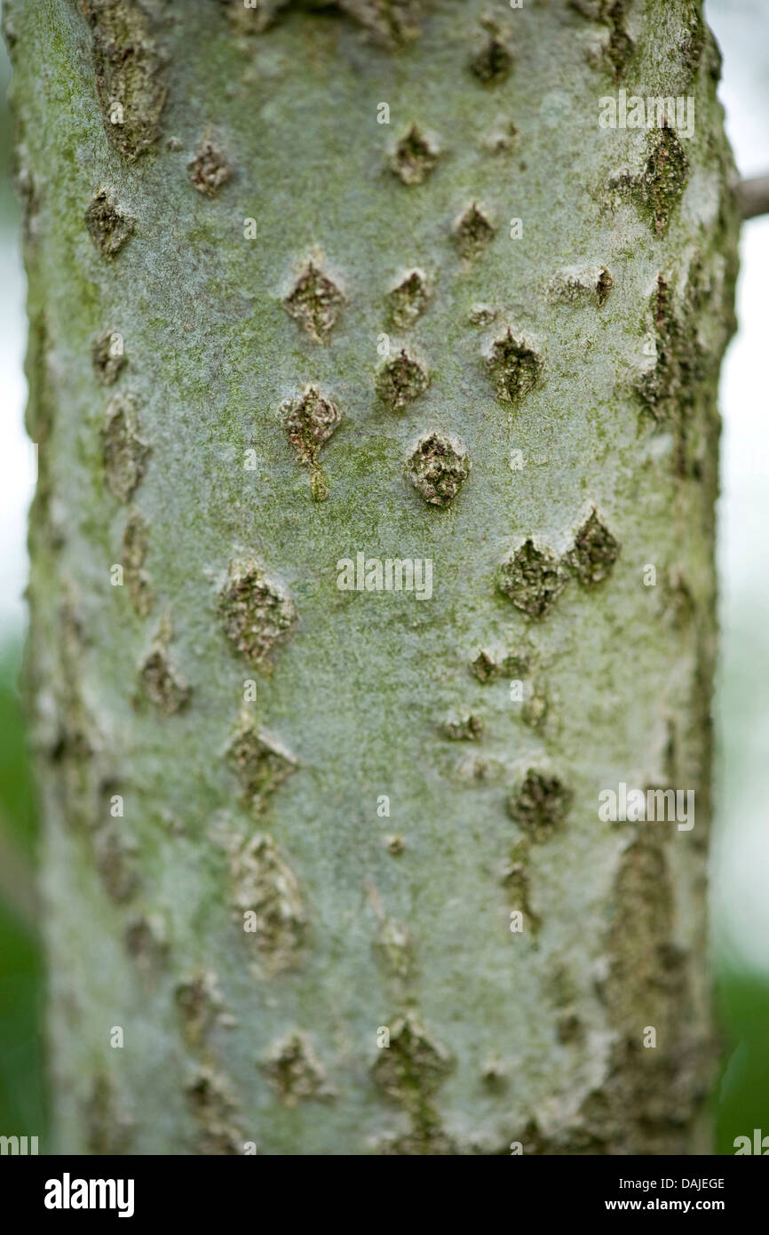 Le peuplier blanc, peuplier à feuilles d'argent, Abele (Populus alba), l'écorce, Allemagne Banque D'Images