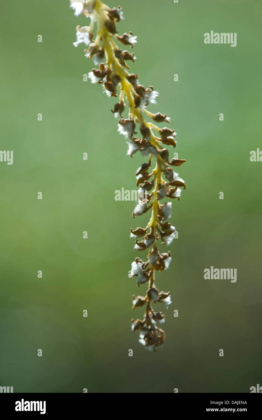 Le peuplier noir, baume de Gilead, peuplier noir (Populus nigra), infrutescence, Allemagne Banque D'Images