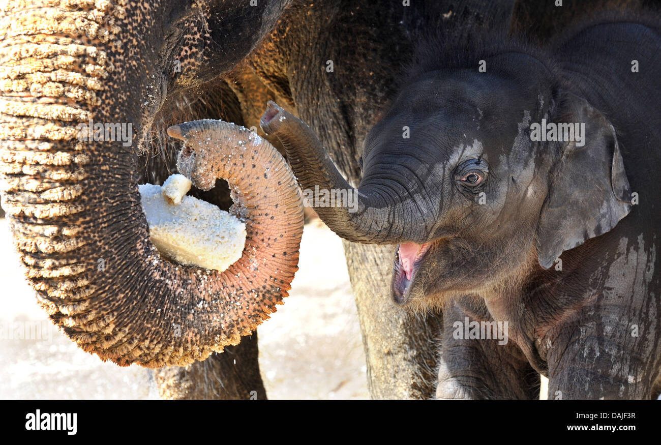 Bébé éléphant Soraya s'abrite sous sa mère Khaing Hnin Hnin au zoo de Hanovre, Allemagne, 10 avril 2011. Soraya est le plus jeune de cinq jeunes éléphants au zoo de Hanovre et a été nommé d'après la princesse Soraya, Esfandiary-Bakhtiari la deuxième épouse et reine Consort de Mohammad Reza Pahlavi, le Shah d'Iran en retard. Photo : JULIAN STRATENSCHULTE Banque D'Images