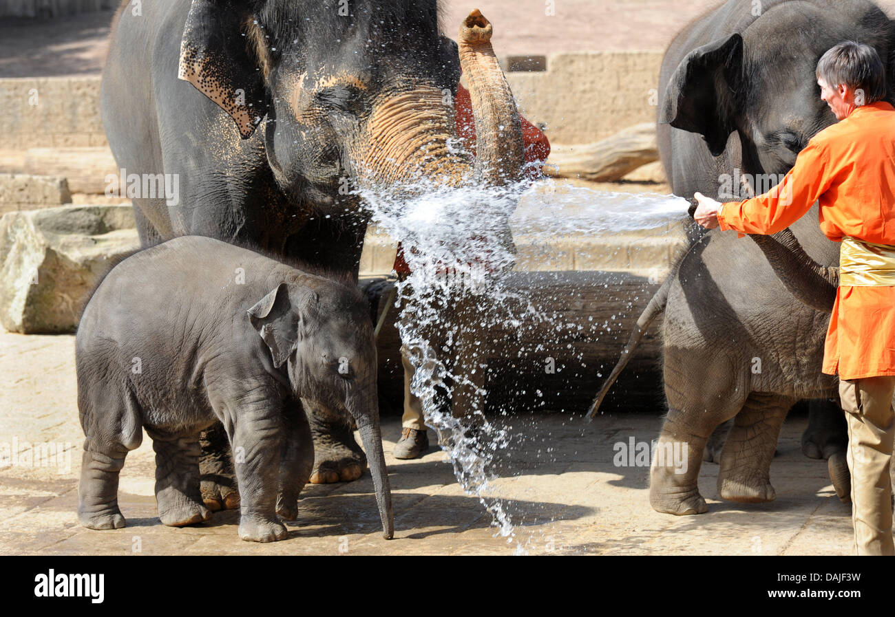 Bébé éléphant Soraya obtient 'baptisé' par un jet d'eau d'une autre d'éléphant au zoo de Hanovre, Allemagne, 10 avril 2011. Soraya est le plus jeune de cinq jeunes éléphants au zoo de Hanovre et a été nommé d'après la princesse Soraya, Esfandiary-Bakhtiari la deuxième épouse et reine Consort de Mohammad Reza Pahlavi, le Shah d'Iran en retard. Photo : JULIAN STRATENSCHULTE Banque D'Images