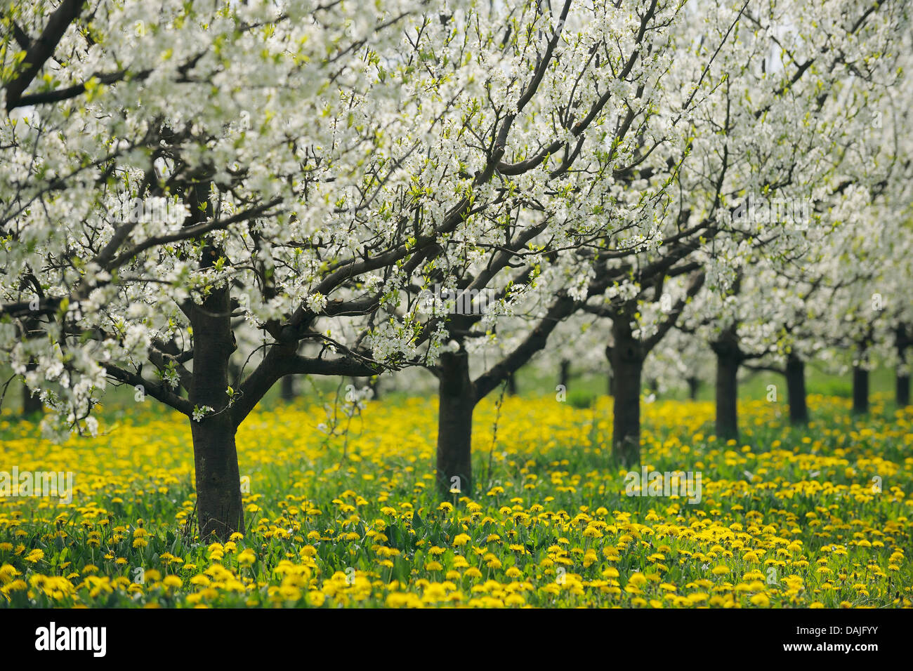 Allemagne, Bavière, rangée de cerisiers dans orchid Banque D'Images