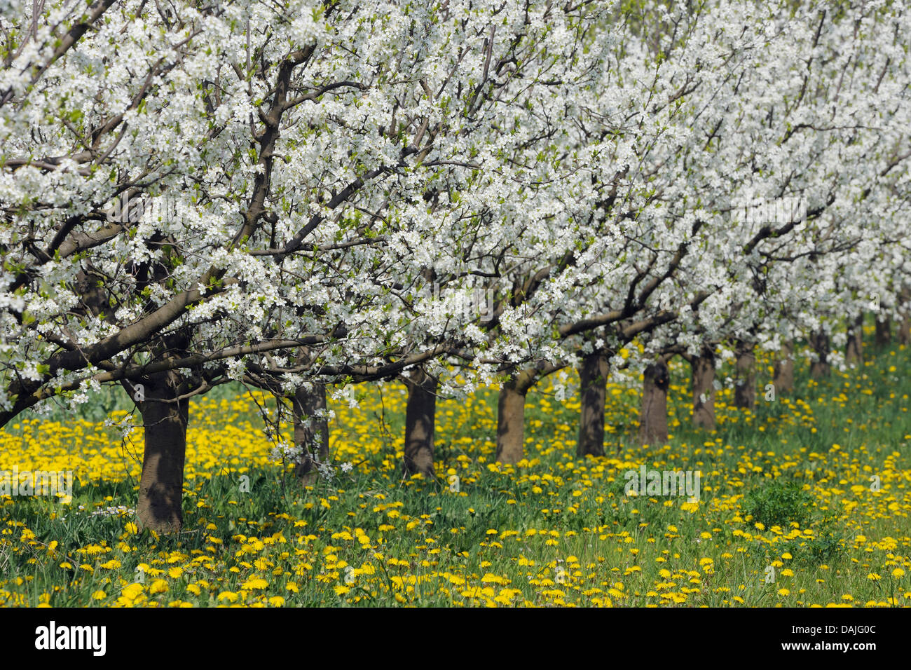 Allemagne, Bavière, rangée de cerisiers dans orchid Banque D'Images