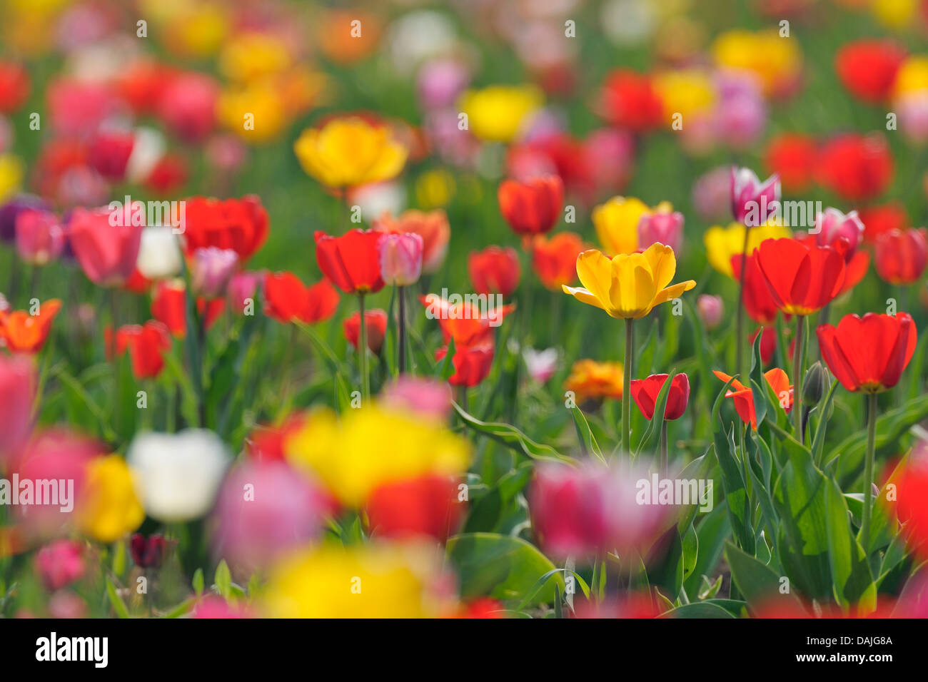 L'Allemagne, dans le champ de fleurs tulipes multicolores Banque D'Images