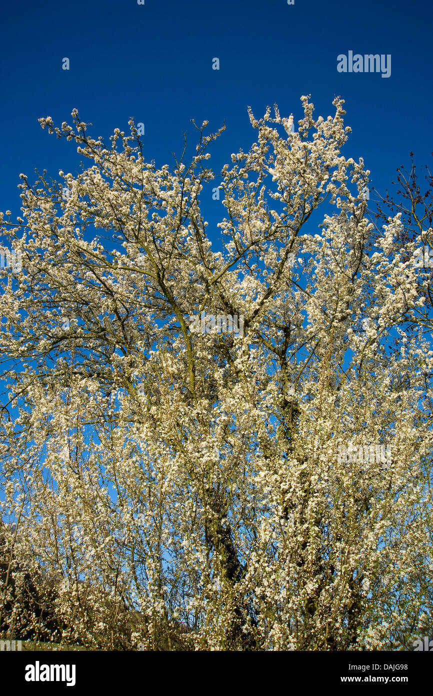 Cherry Plum, le Myrobolan prunier (Prunus cerasifera), blooming, Allemagne Banque D'Images