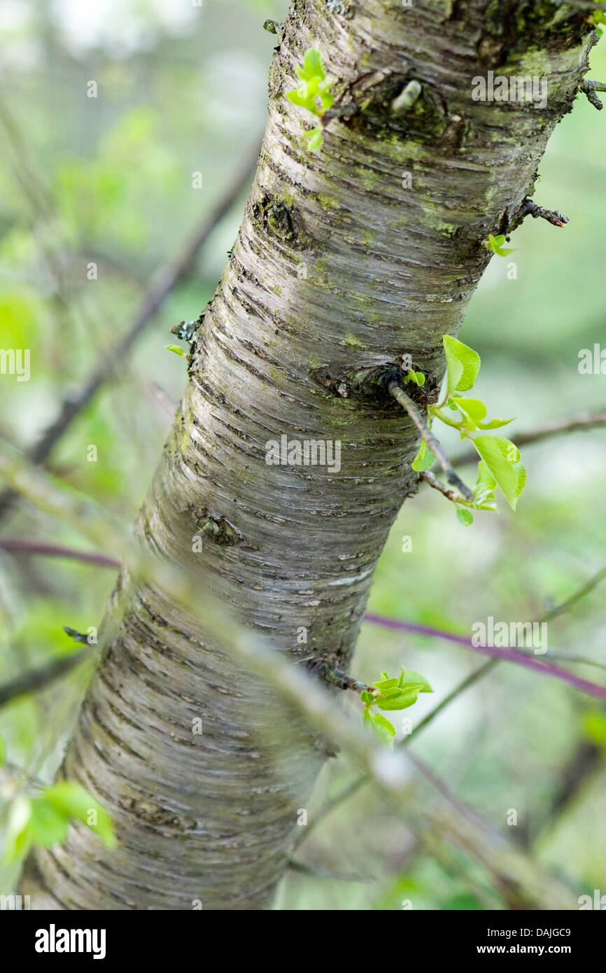 Parfumé cerise, cerisier de Sainte Lucie (Prunus mahaleb), tronc, Allemagne Banque D'Images