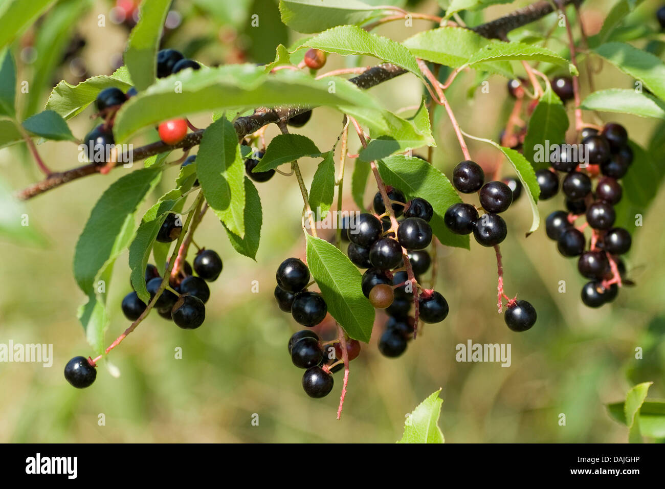 Wild Black cherry (Prunus serotina), fruits mûrs sur une branche, Allemagne Banque D'Images