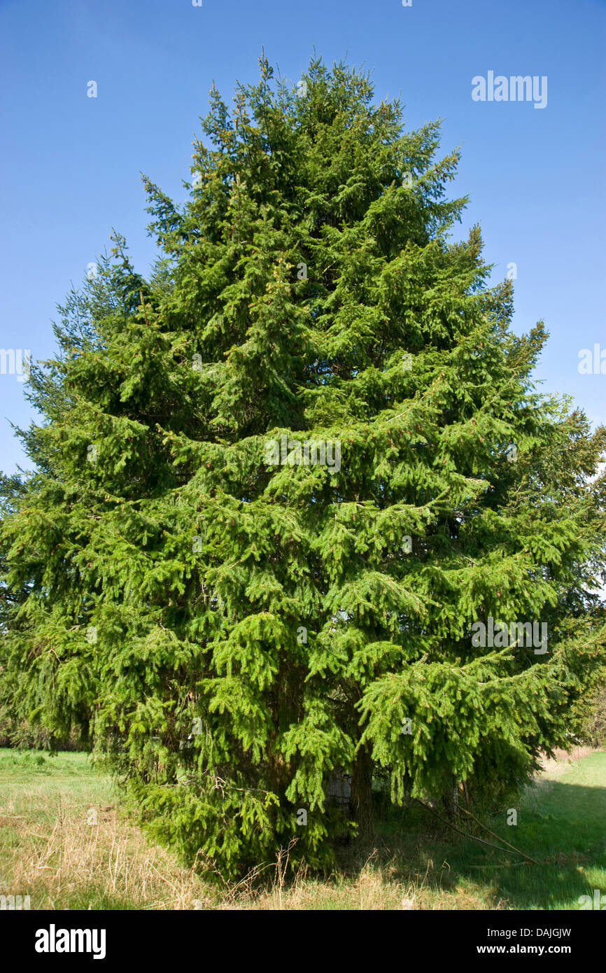 Sapin de Douglas (Pseudotsuga menziesii), seul arbre Banque D'Images