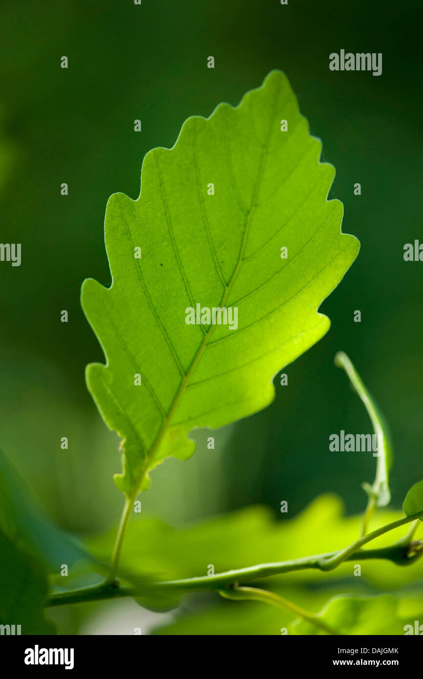 Chêne sessile (Quercus petraea), de feuilles sur une branche, Allemagne Banque D'Images