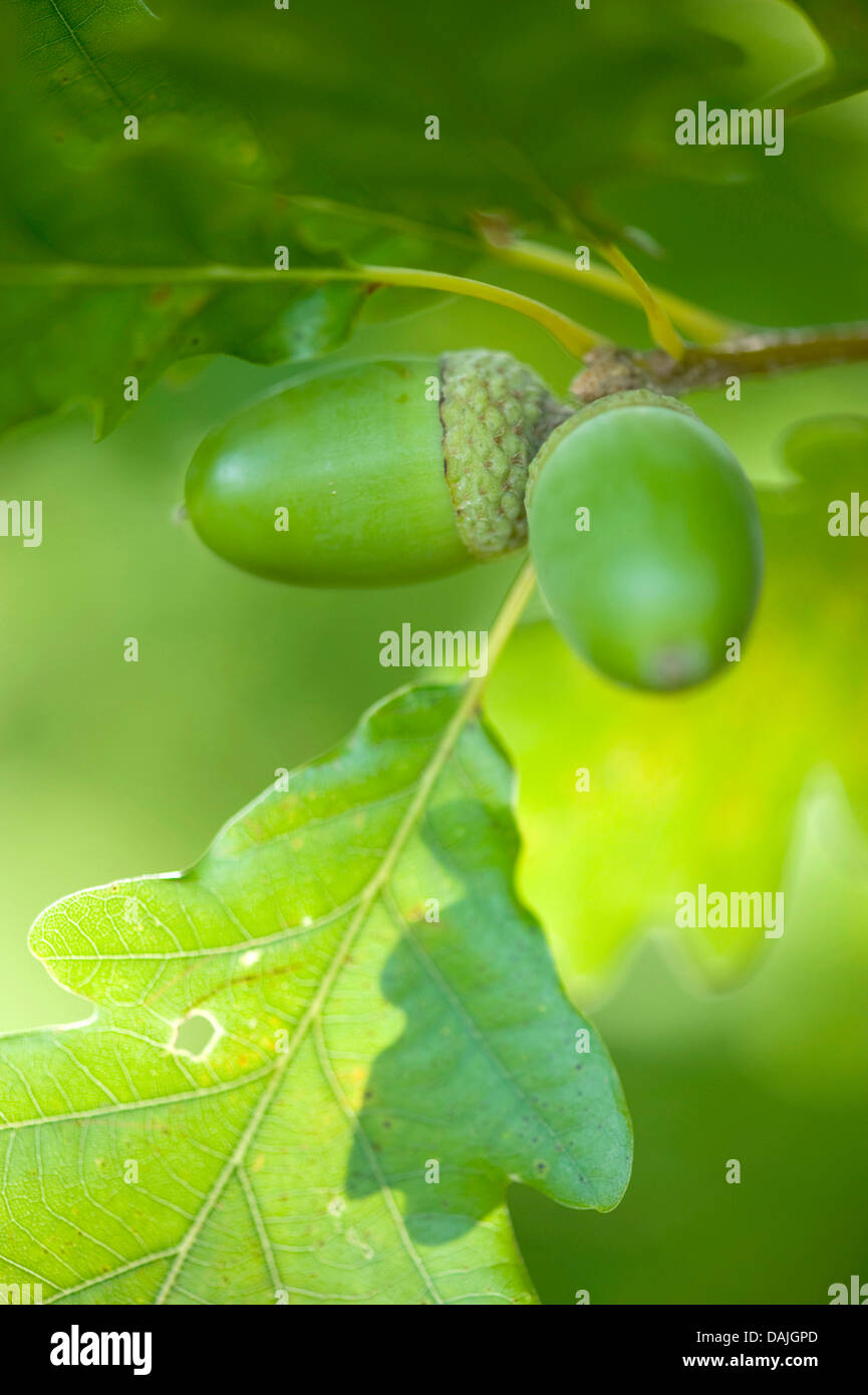 Chêne sessile (Quercus petraea), les glands sur un arbre, Allemagne Banque D'Images