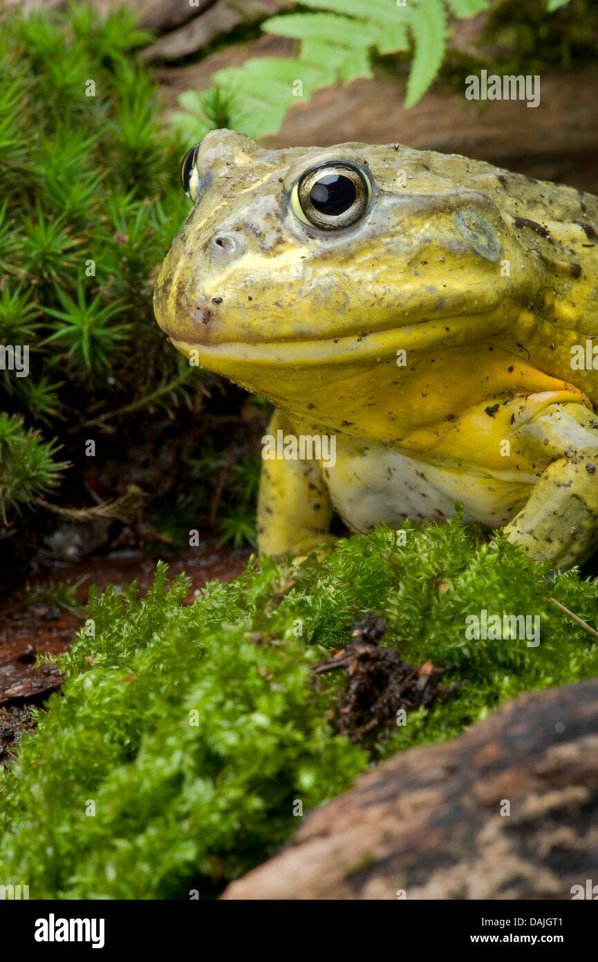 Tschudi a l'ouaouaron, Gaint bull frog, African Bullfrog (Pyxicephalus adspersus, Afrikanischer Grabfrosch), portrait Banque D'Images