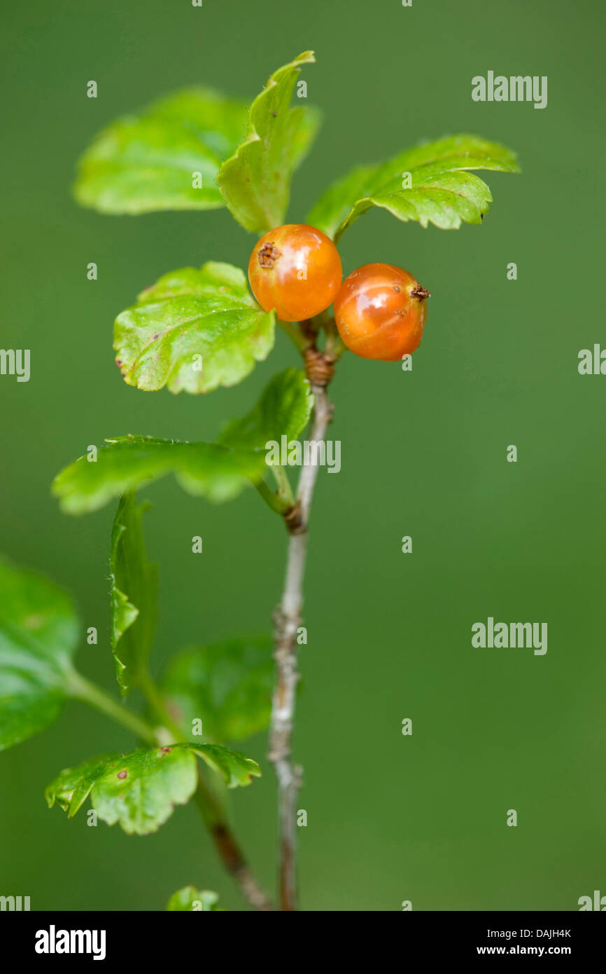 Cassis (Ribes alpinum de montagne), branche avec fruits, Allemagne Banque D'Images