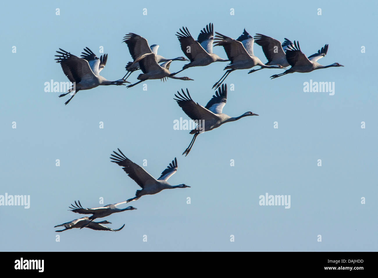 Grue cendrée grue eurasienne, (Grus grus), le vol en formation, de l'ALLEMAGNE, Basse-Saxe Banque D'Images