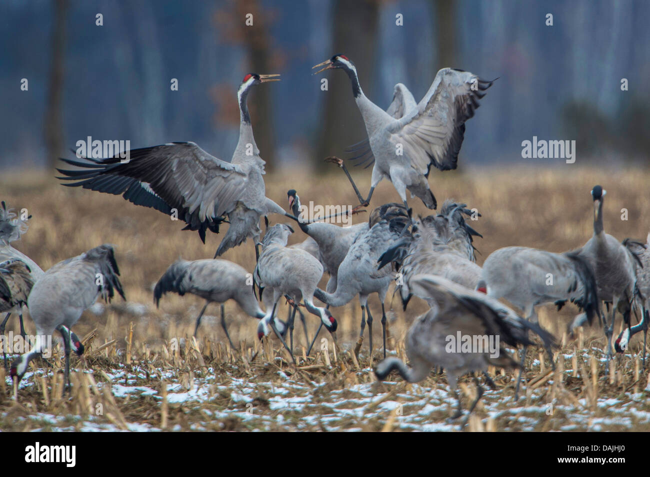 Grue cendrée grue eurasienne, (Grus grus), deux grues de combat au sein d'un groupe, l'ALLEMAGNE, Basse-Saxe, Oppenweher Moor Banque D'Images