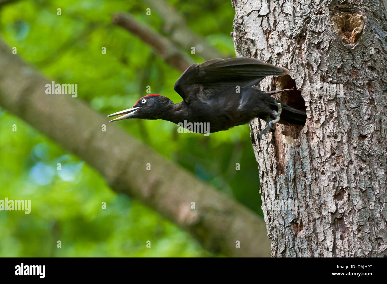 Pic noir (Dryocopus martius), s'envoler ses trous de nidification, Allemagne, Rhénanie du Nord-Westphalie Banque D'Images