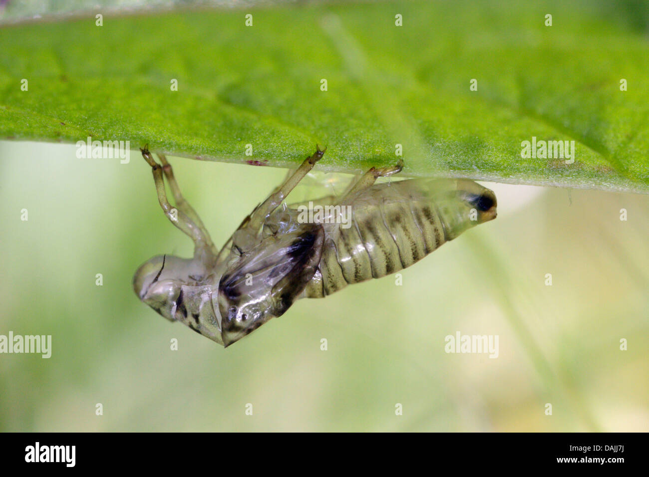 Cigales (Auchenorrhyncha), l'exuvie de vide une cigale, Germany Banque D'Images