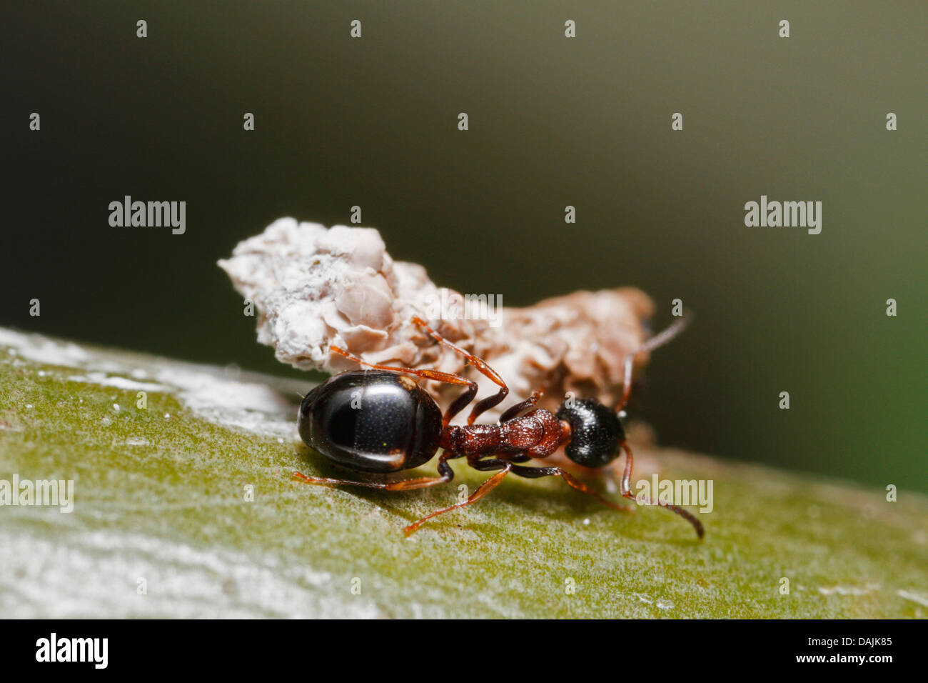 Dolichoderus quadripunctatus (Dolichoderus quadripunctatus), se nourrit d'excréments d'oiseaux, de l'Allemagne, la Bavière Banque D'Images