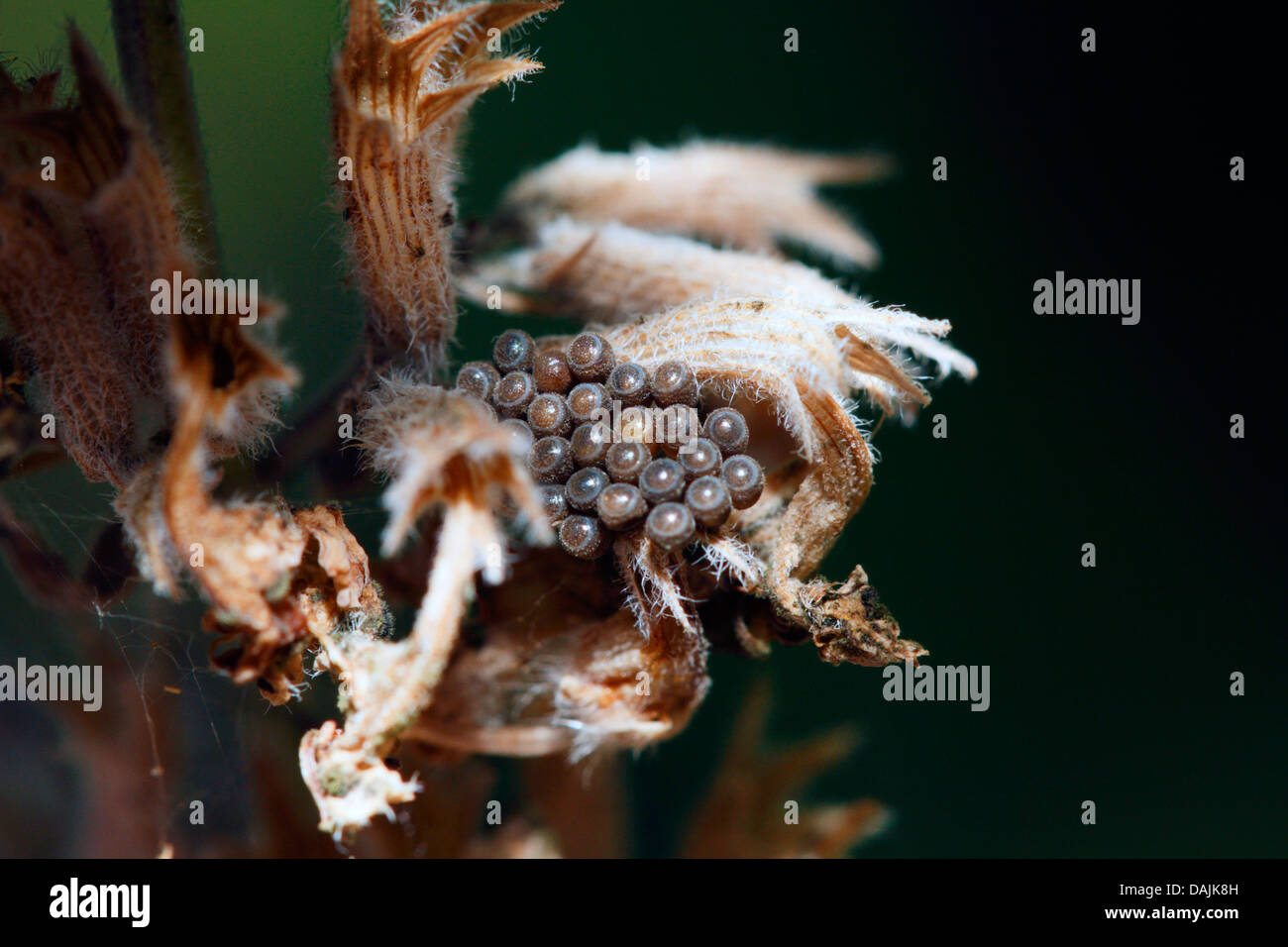 Heteropterans, les punaises (Heteroptera (Hemiptera)), oeufs, Tru bug Spain Banque D'Images