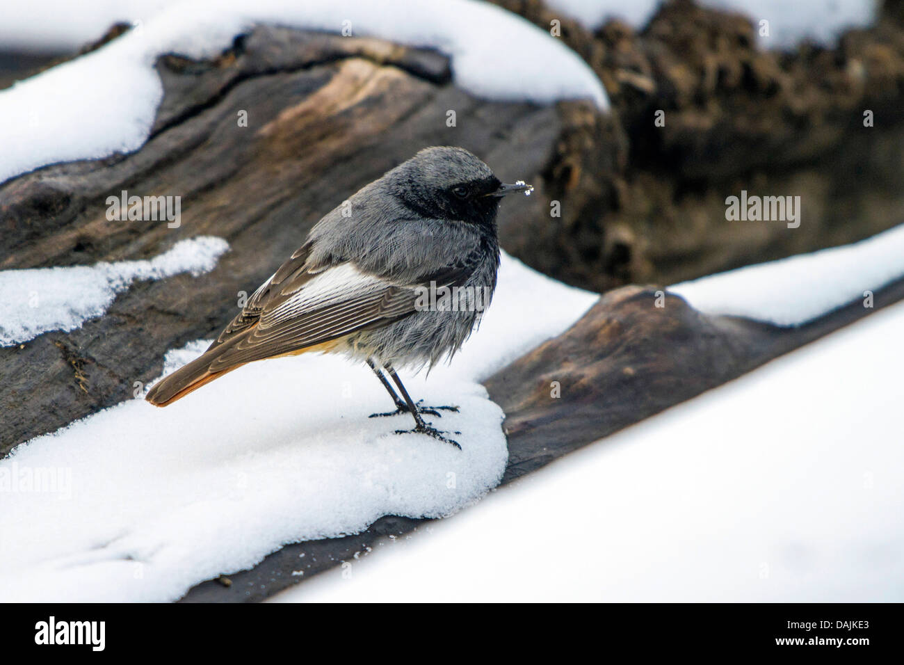 Rougequeue noir (Phoenicurus ochruros), homme assis dans la neige sur le bois mort, l'Allemagne, la Bavière Banque D'Images