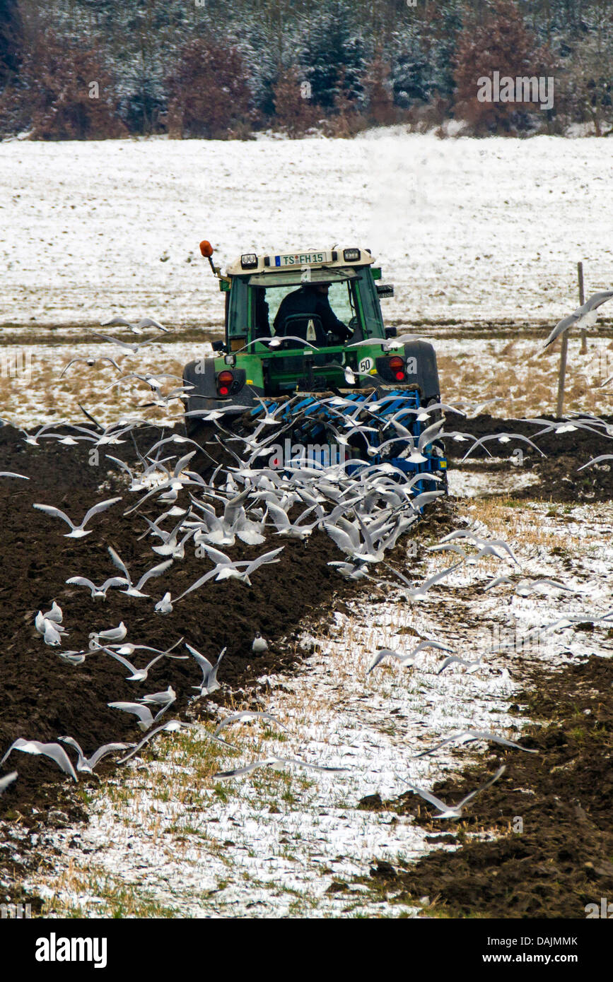 Mouette rieuse (Larus ridibundus, Chroicocephalus ridibundus), flock battant derrière un tracteur de labour, l'Allemagne, la Bavière Banque D'Images