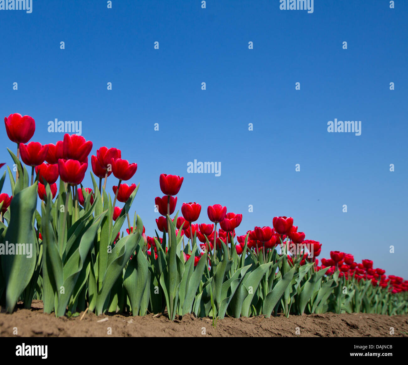 Les travailleurs saisonniers sélectionnez un champ de tulipes sur la société Degenhardt près de Schwaneberg, Allemagne, 21 avril 2011. Ces tulipes sont cultivées pour leur bulbe de tulipe. Photo : Jens Wolf Banque D'Images