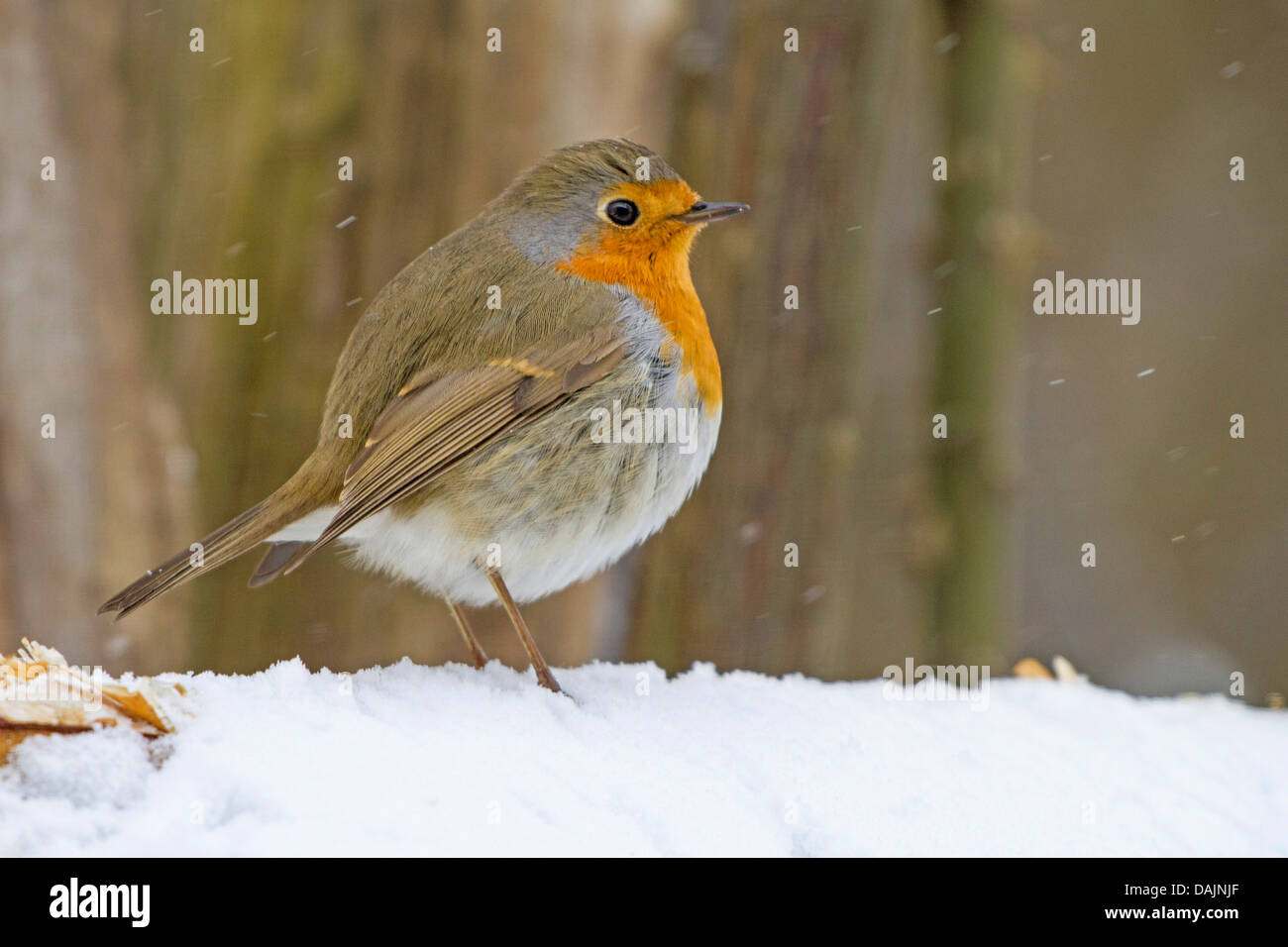 European robin (Erithacus rubecula aux abords), assis fluffed jusqu'à la neige, l'Allemagne, la Bavière Banque D'Images