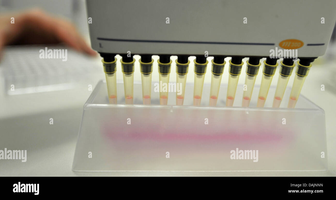Un assistant fonctionne avec des pipettes à un microtitrre plate au laboratoire pour les maladies rares de l'hôpital universitaire de Heidelberg, Allemagne, 13 avril 2011. Le centre a ouvert ses portes le 15 avril et réunit des chercheurs de différents domaines. La principale préoccupation porte davantage sur le rein et maladies rares du métabolisme ainsi que les rhumatismes et les maladies auto-immunes. Photo : Ronald Wittek Banque D'Images