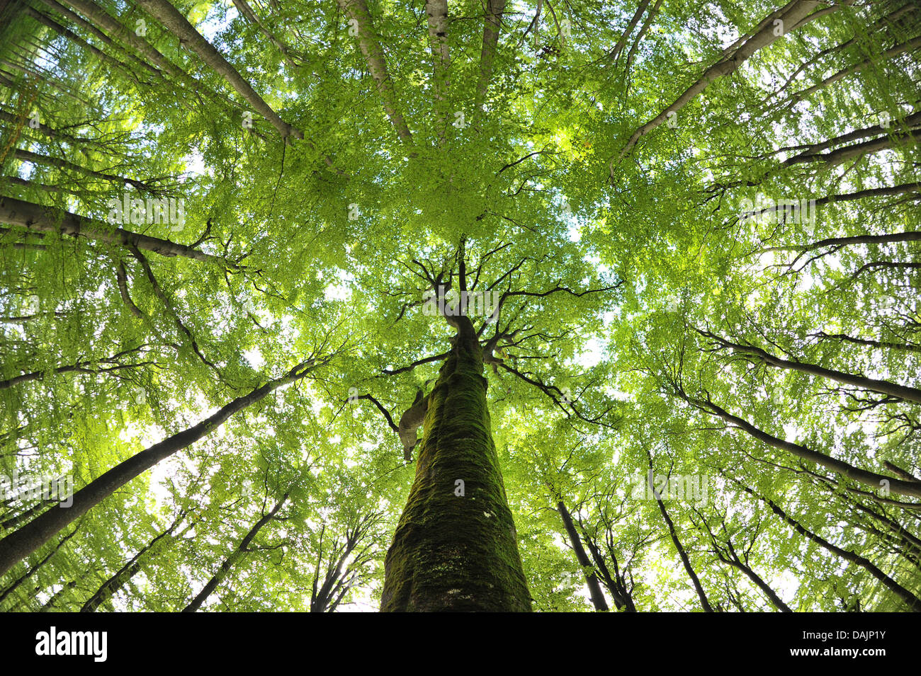 (Dossier) une archive photo datée du 04 septembre 2010 montre le hêtre commun dans les arbres du Parc Naturel Steigerwald, près de l'Allemagne. Ebrach Un différend sur les plans d'un parc national Steigerwald a fait rage pendant des années. Une chose est incontestable : hêtre du Steigerwald paysage est une rareté dans le monde entier. Greenpeace tient à protéger les forêts de hêtre commun en Allemagne par la création de dix nouveaux parcs nationaux Banque D'Images