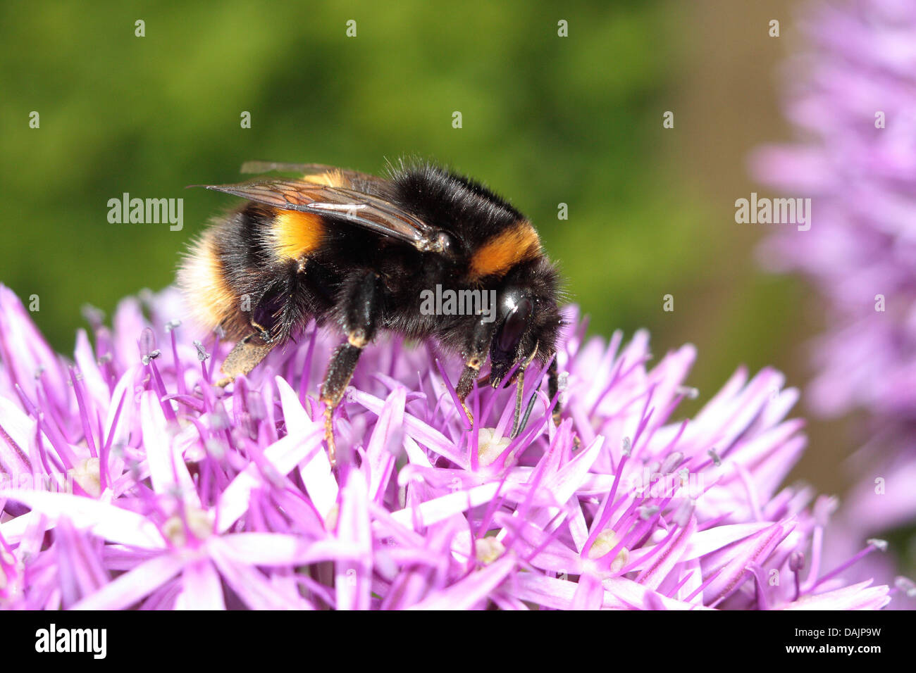 Alimentation nectar de bourdon. Banque D'Images
