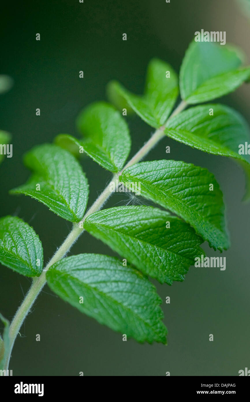 Rugosa rose, rose (Rosa rugosa japonais), feuille, Allemagne Banque D'Images