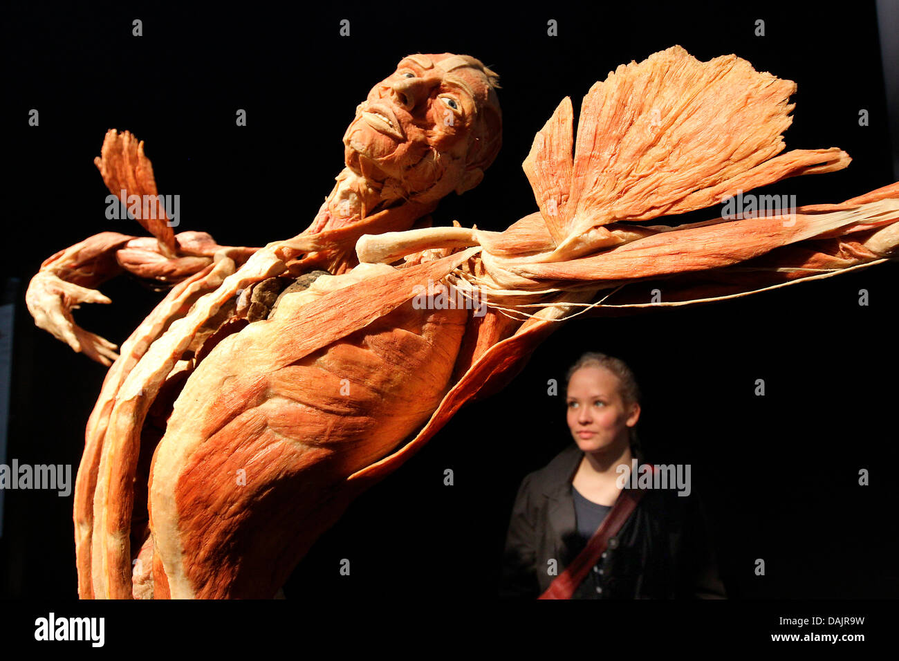 Une femme observe un plastinate avec le titre "La Top Dancer' de Gunther von Hagen à l'ancien Postbahnhof à Berlin, Allemagne, 27 avril 2011. L'exposition 'Le Monde du Corps' est ouvert au public entre 09 h 00 et 19 h 30 chaque jour. Photo : Wolfgang Kumm Banque D'Images