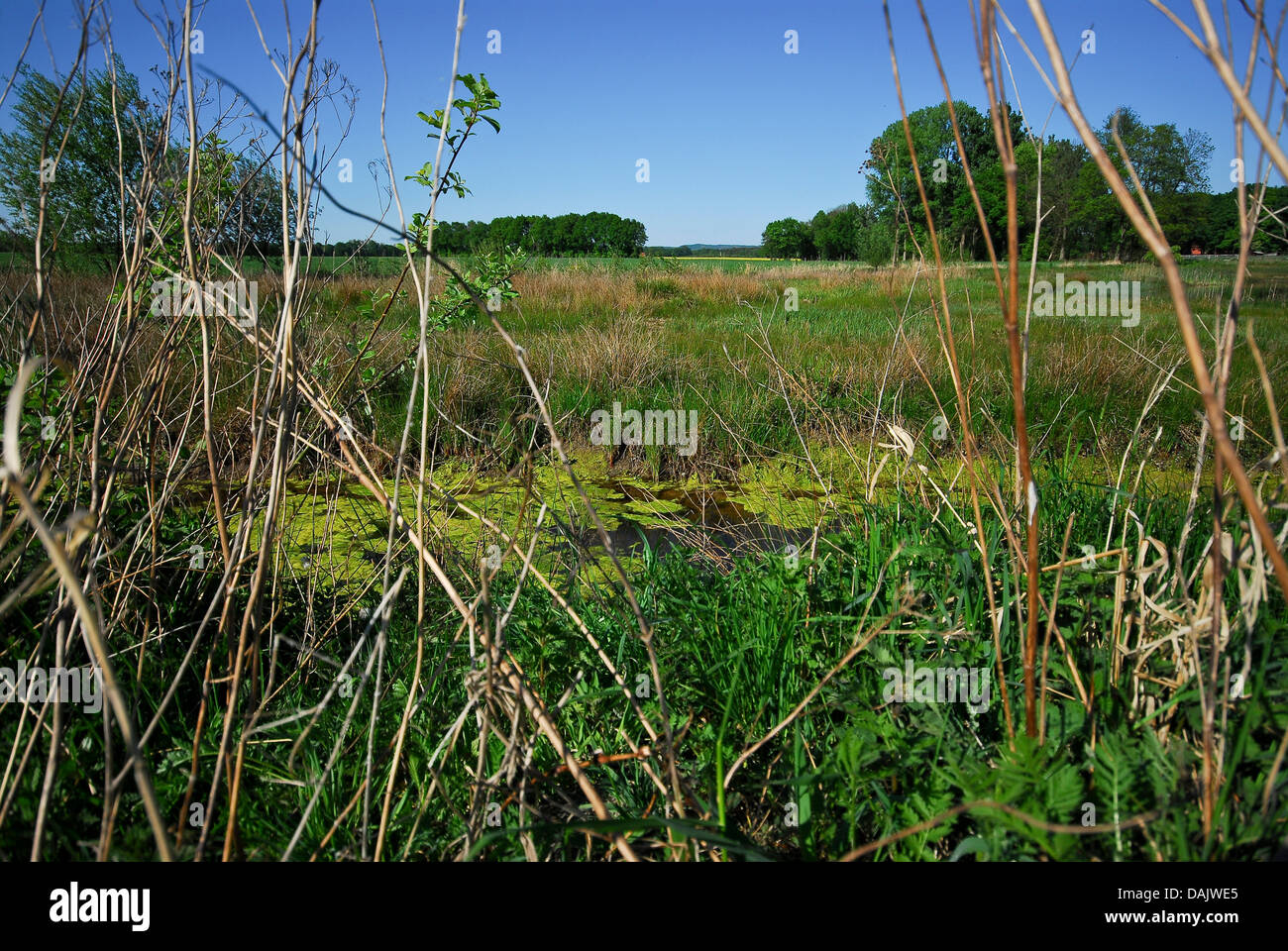 Paysage de prairie près de la Senne, en Allemagne, en Rhénanie du Nord-Westphalie Banque D'Images