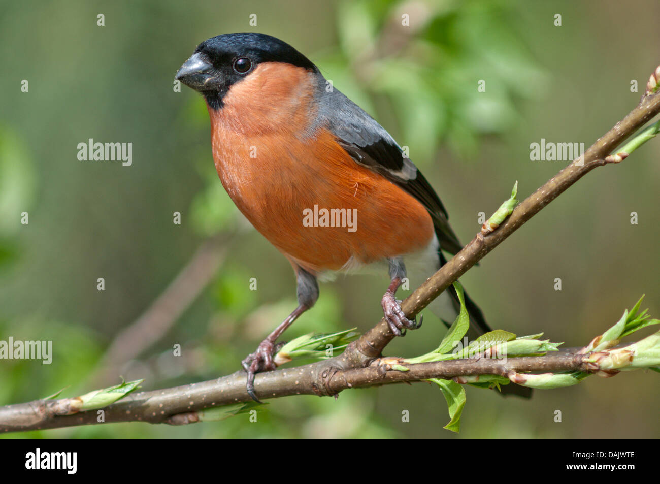 Bouvreuil (Pyrrhula pyrrhula), homme perché sur une branche Banque D'Images