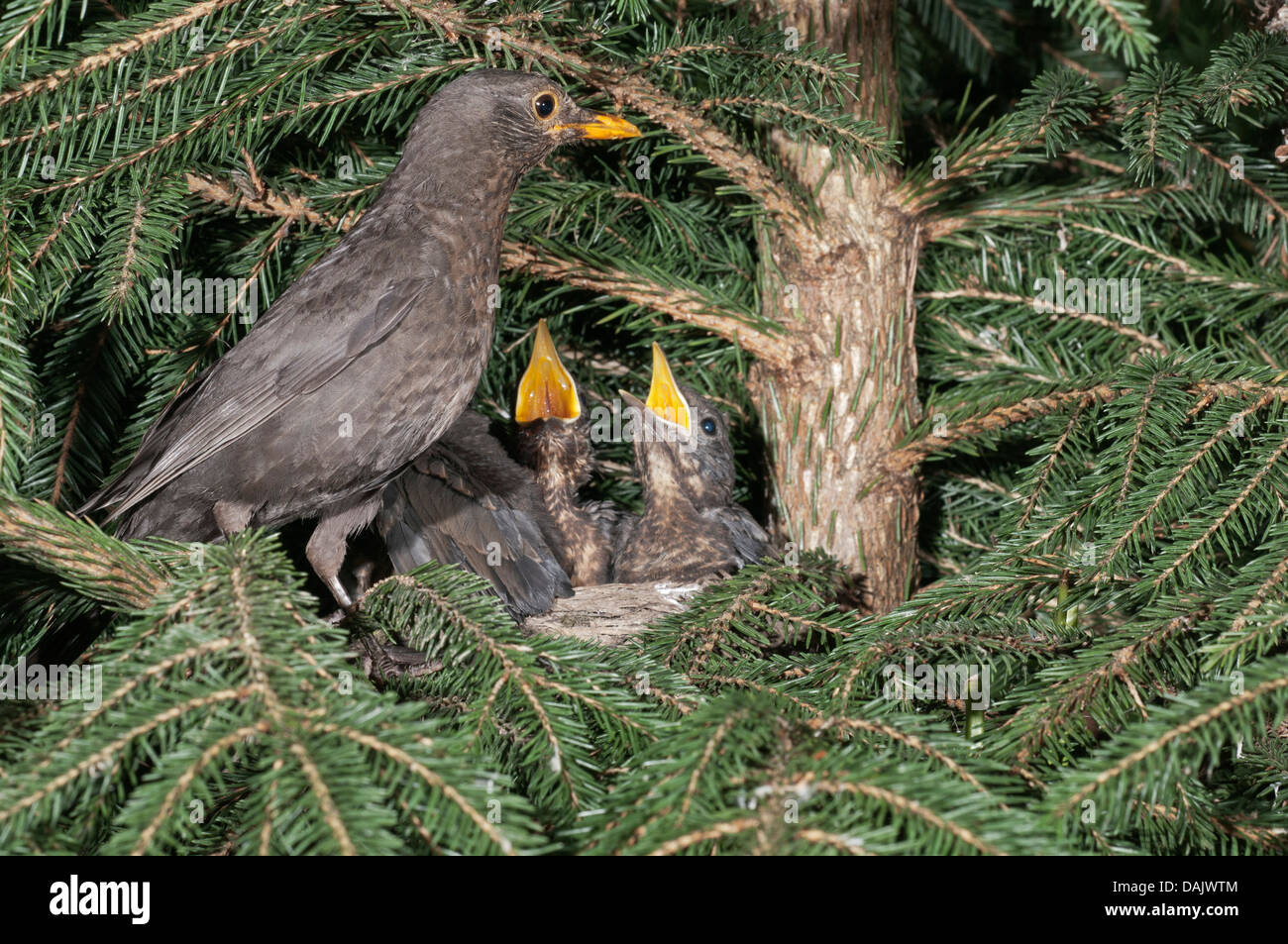 Blackbird (Turdus merula), les oisillons au nid perché avec Banque D'Images