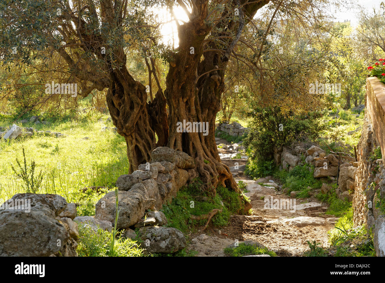Vieil Olivier (Olea europaea) à côté d'un chemin Banque D'Images