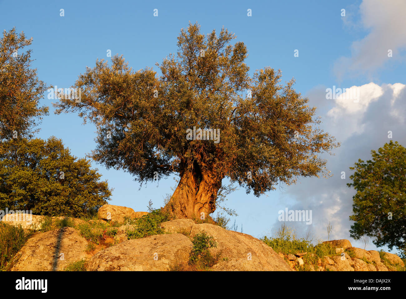 Vieil Olivier (Olea europaea) Banque D'Images