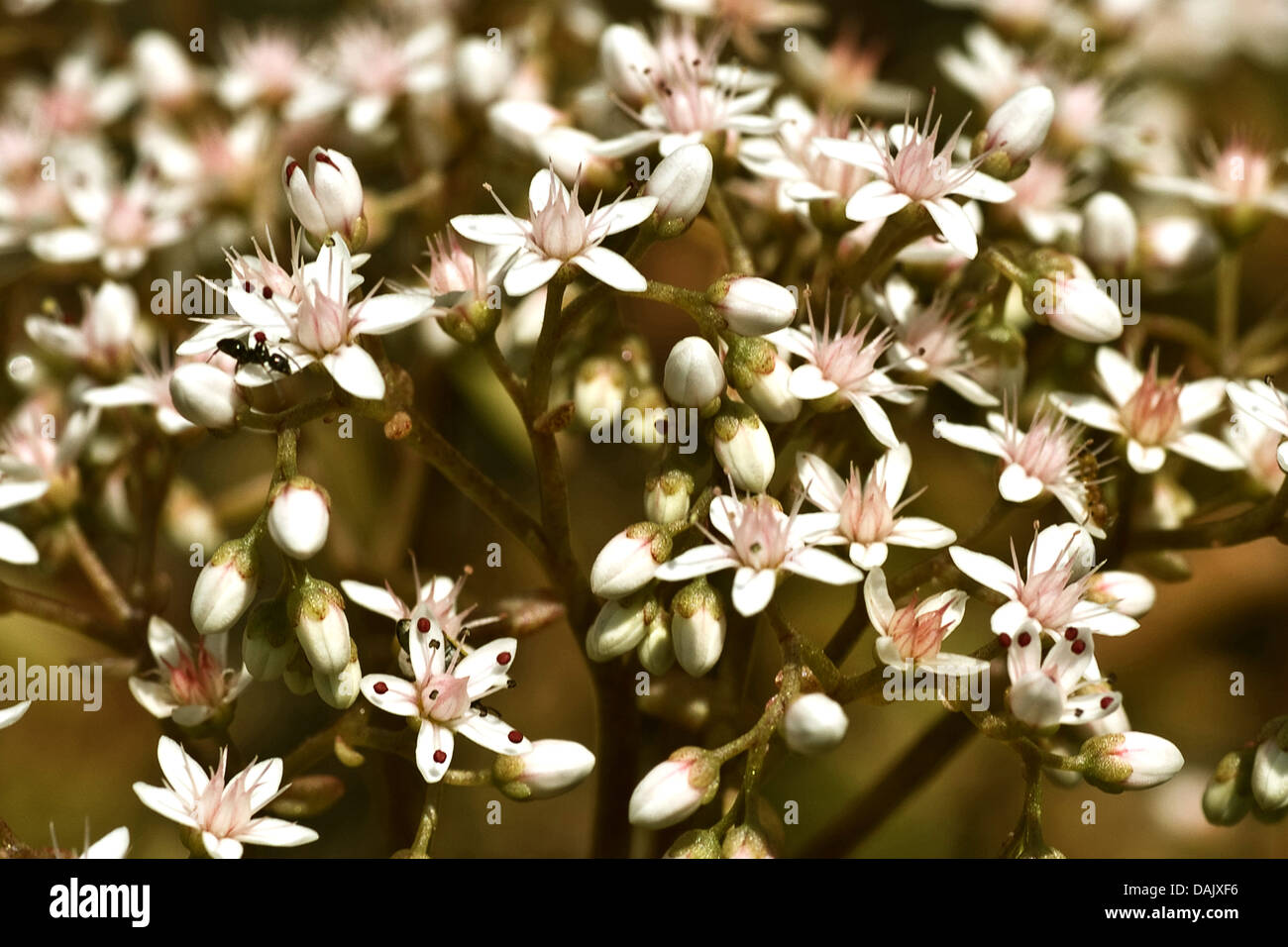 Orpin blanc (Sedum album), la floraison, Allemagne Banque D'Images