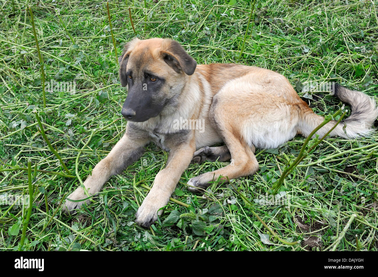 Jeune Berger Chien De La Race Portugaise Cão Da Serra Da