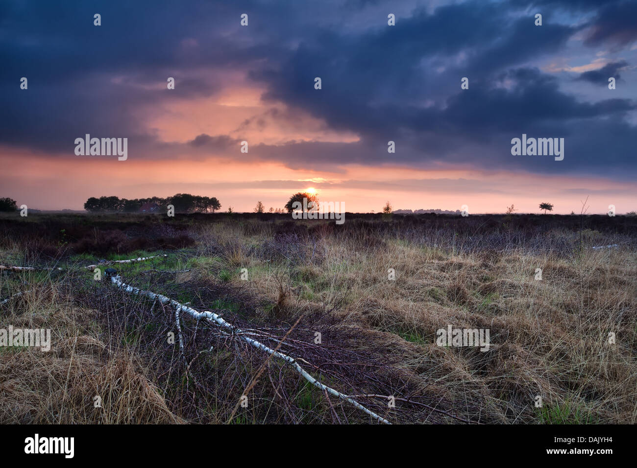 Coucher du soleil chaud sur les marais sauvages, Drenthe, Pays-Bas Banque D'Images