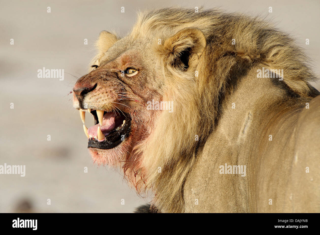 Lion (Panthera leo), homme avec une tête ensanglantée Banque D'Images