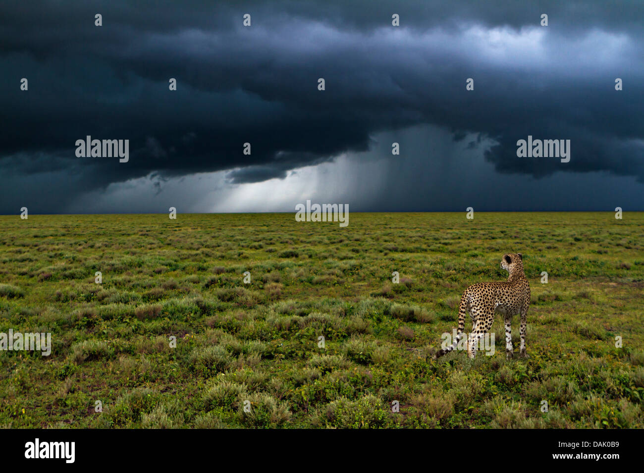 Le Guépard (Acinonyx jubatus) en face d'une tempête Banque D'Images