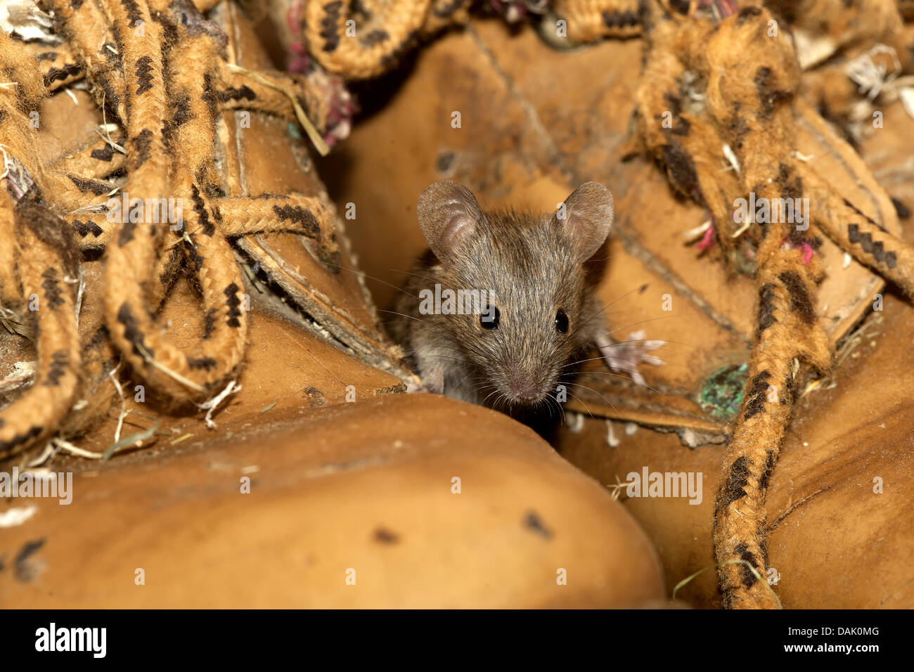 Souris domestique (Mus musculus), à la recherche d'entre 2 chaussures, Belgique Banque D'Images