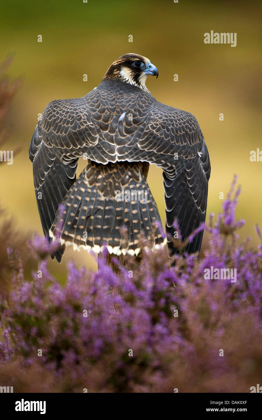 Le faucon pèlerin (Falco peregrinus), les ailes battantes, Royaume-Uni, Ecosse Banque D'Images