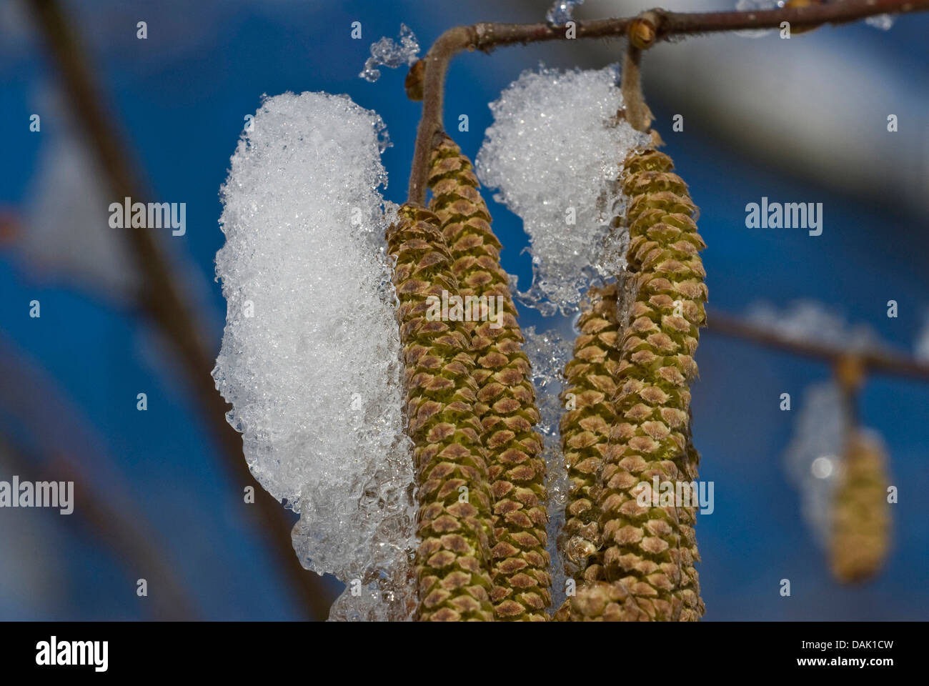 Noisetier (Corylus avellana) chatons mâles, en mars, en Allemagne, en Rhénanie du Nord-Westphalie Banque D'Images