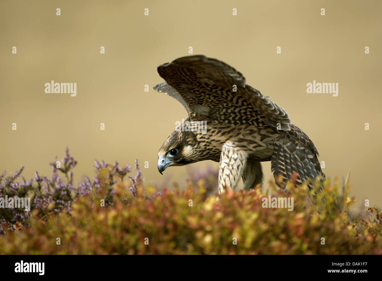 Le faucon pèlerin (Falco peregrinus), tout juste de se poser sur le sol, Royaume-Uni, Ecosse Banque D'Images