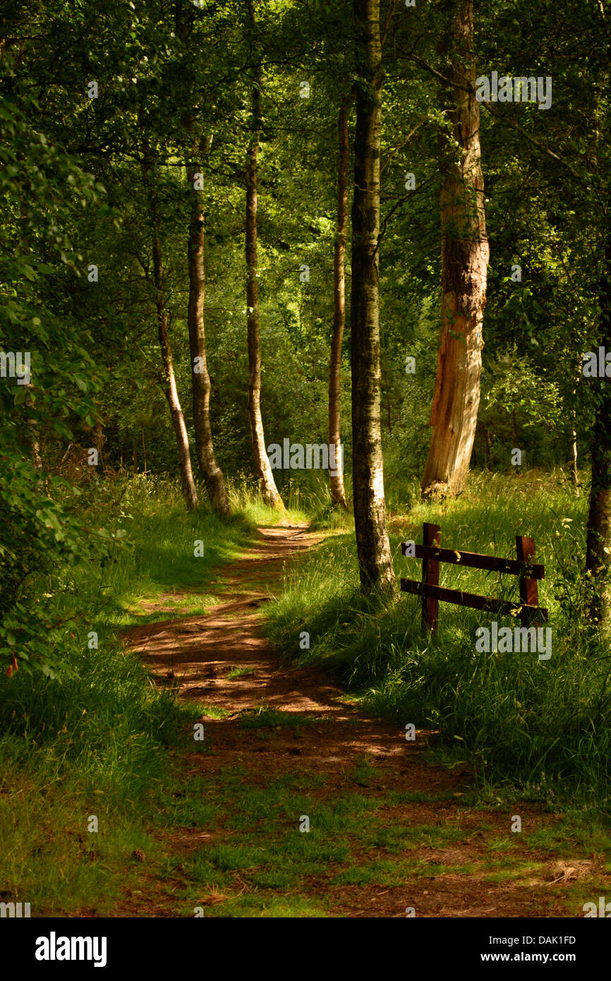 Vertical Image D Un Chemin Menant A Travers Une Foret Avec La Lumiere Du Soleil De Repandre A Travers Les Arbres Photo Stock Alamy