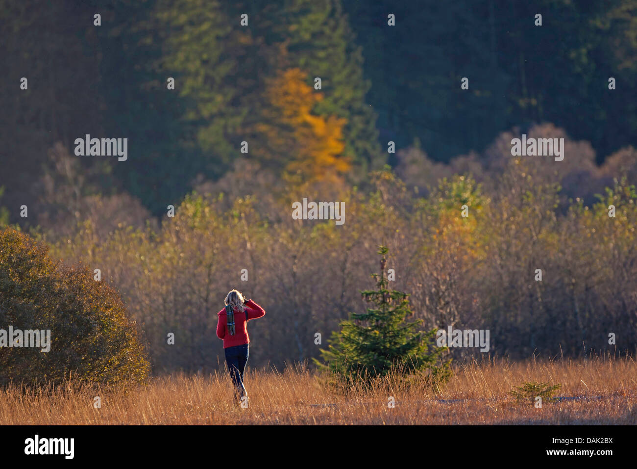 Femme marche dans paysage d'automne, Belgique, Ardennes Banque D'Images