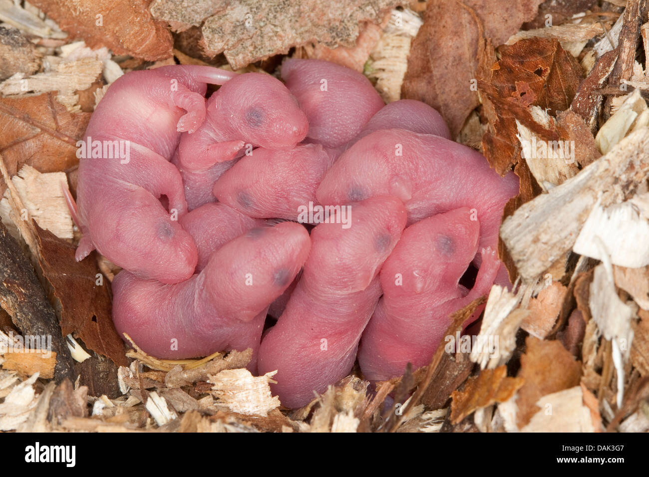 Fantaisie de la souris (Mus musculus f. domestica), une portée de souris  pinky Photo Stock - Alamy