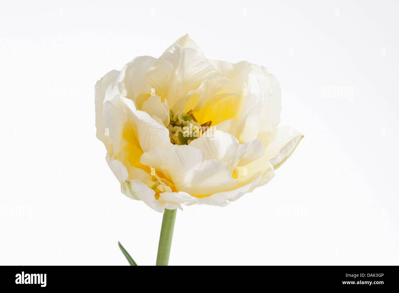 White Tulip flower against white background, Close up Banque D'Images