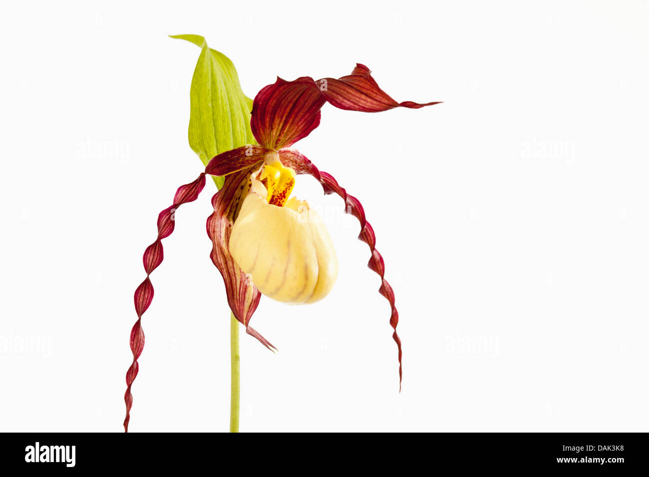 Garden orchid flower against white background, Close up Banque D'Images